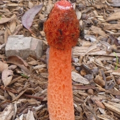 Phallus rubicundus (Phallus rubicundus) at Aranda, ACT - 4 Apr 2012 by JanetRussell