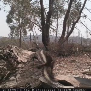 Cormobates leucophaea at Yass River, NSW - 3 Jan 2020