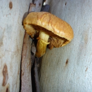 Gymnopilus sp. at Aranda, ACT - 10 May 2014