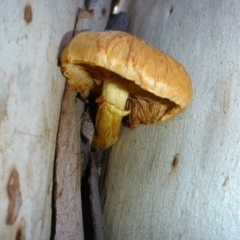 Gymnopilus sp. (Gymnopilus) at Aranda, ACT - 10 May 2014 by JanetRussell