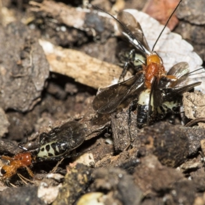 Braconidae (family) (Unidentified braconid wasp) at Higgins, ACT - 28 Dec 2019 by AlisonMilton