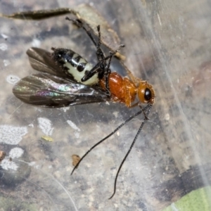 Braconidae (family) at Higgins, ACT - 28 Dec 2019