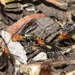 Braconidae (family) at Higgins, ACT - 28 Dec 2019