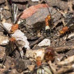 Braconidae (family) at Higgins, ACT - 28 Dec 2019