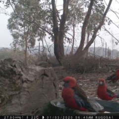 Platycercus elegans (Crimson Rosella) at Rugosa - 2 Jan 2020 by SenexRugosus