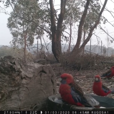 Platycercus elegans (Crimson Rosella) at Yass River, NSW - 3 Jan 2020 by SenexRugosus