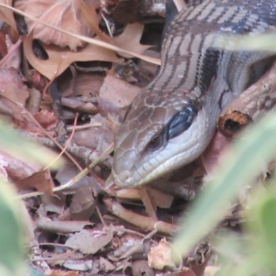 Tiliqua scincoides scincoides (Eastern Blue-tongue) at Campbell, ACT - 3 Jan 2020 by Campbell2612