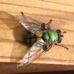Rutilia (Chrysorutilia) sp. (genus & subgenus) (A Bristle Fly) at Sutton, NSW - 1 Jan 2020 by Whirlwind