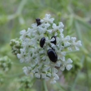 Dermestidae sp. (family) at Tennent, ACT - 11 Nov 2019