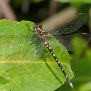 Synthemis eustalacta at Hackett, ACT - 26 Feb 2019 11:59 AM