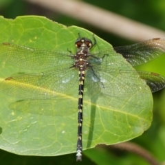 Synthemis eustalacta at Hackett, ACT - 26 Feb 2019 11:59 AM