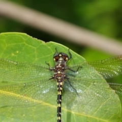 Synthemis eustalacta at Hackett, ACT - 26 Feb 2019 11:59 AM