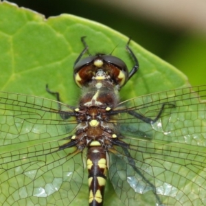 Synthemis eustalacta at Hackett, ACT - 26 Feb 2019 11:59 AM