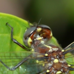 Synthemis eustalacta at Hackett, ACT - 26 Feb 2019 11:59 AM