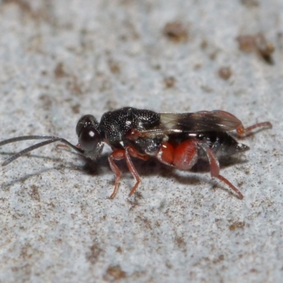 Chalcididae (family) (Unidentified chalcid wasp) at Acton, ACT - 11 Jun 2019 by TimL