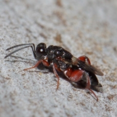 Chalcididae (family) at Acton, ACT - 11 Jun 2019