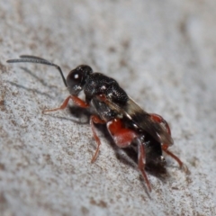 Chalcididae (family) at Acton, ACT - 11 Jun 2019 12:34 PM
