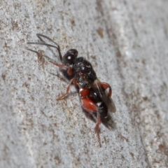 Chalcididae (family) at Acton, ACT - 11 Jun 2019 12:34 PM