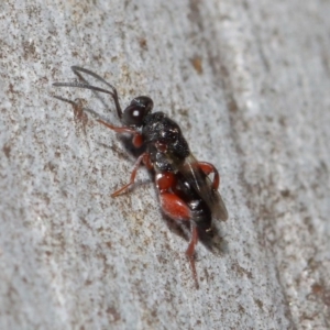 Chalcididae (family) at Acton, ACT - 11 Jun 2019