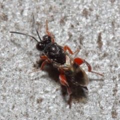 Chalcididae (family) at Acton, ACT - 11 Jun 2019