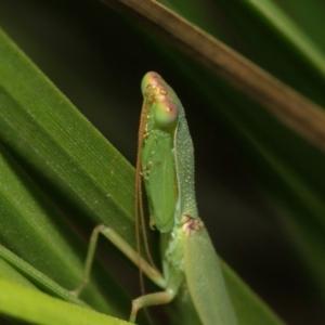 Orthodera ministralis at Acton, ACT - 16 Feb 2019 12:34 PM