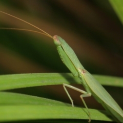 Orthodera ministralis at Acton, ACT - 16 Feb 2019 12:34 PM