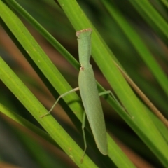 Orthodera ministralis at Acton, ACT - 16 Feb 2019 12:34 PM