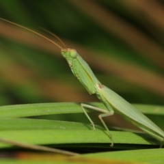 Orthodera ministralis at Acton, ACT - 16 Feb 2019 12:34 PM