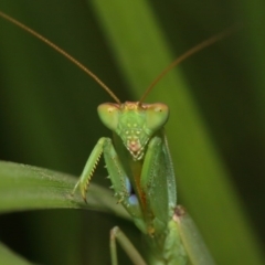 Orthodera ministralis at Acton, ACT - 16 Feb 2019 12:34 PM