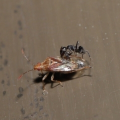 Lygaeidae (family) (Seed bug) at ANBG - 20 Sep 2019 by TimL