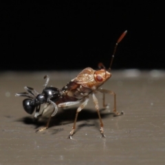 Lygaeidae (family) at Acton, ACT - 20 Sep 2019