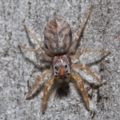 Arasia mollicoma (Flat-white Jumping Spider) at ANBG - 23 Sep 2019 by TimL