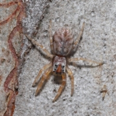 Arasia mollicoma at Hackett, ACT - 23 Sep 2019 10:34 AM