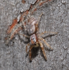 Arasia mollicoma at Hackett, ACT - 23 Sep 2019 10:34 AM