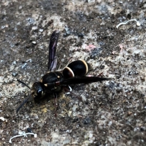 Eumeninae (subfamily) at Broughton Vale, NSW - 6 Jan 2020