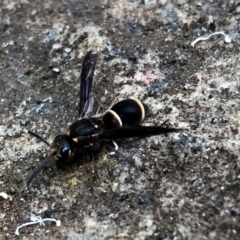 Eumeninae (subfamily) (Unidentified Potter wasp) at Broughton Vale, NSW - 5 Jan 2020 by Nivlek