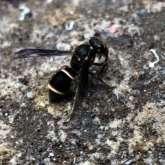 Eumeninae (subfamily) at Broughton Vale, NSW - 6 Jan 2020 12:00 AM