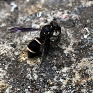 Eumeninae (subfamily) at Broughton Vale, NSW - 6 Jan 2020