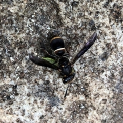 Eumeninae (subfamily) at Broughton Vale, NSW - 6 Jan 2020