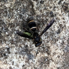 Eumeninae (subfamily) at Broughton Vale, NSW - 6 Jan 2020 12:00 AM