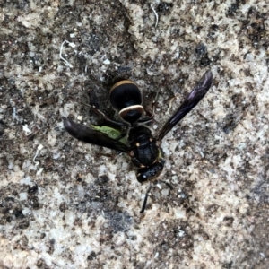 Eumeninae (subfamily) at Broughton Vale, NSW - 6 Jan 2020