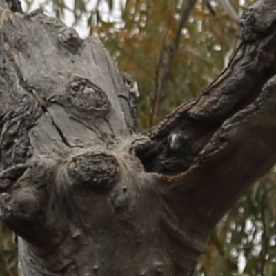 Callocephalon fimbriatum (Gang-gang Cockatoo) at Acton, ACT - 6 Jan 2020 by HelenCross