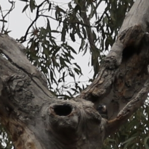 Callocephalon fimbriatum at Acton, ACT - suppressed