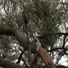 Callocephalon fimbriatum at Acton, ACT - 6 Jan 2020