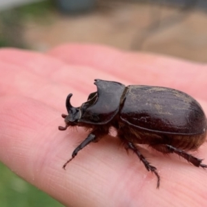 Dasygnathus sp. (genus) at Lyons, ACT - 6 Jan 2020