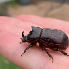 Dasygnathus sp. (Rhinoceros beetle) at Lyons, ACT - 5 Jan 2020 by 457R1D