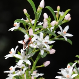 Lissopimpla excelsa at Acton, ACT - 18 Oct 2019