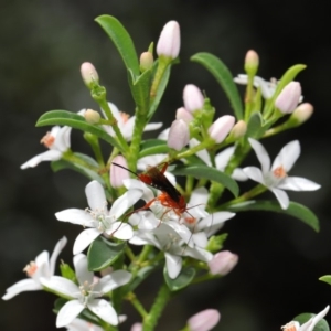 Lissopimpla excelsa at Acton, ACT - 18 Oct 2019