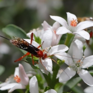 Lissopimpla excelsa at Acton, ACT - 18 Oct 2019