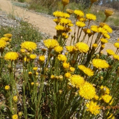 Rutidosis leptorhynchoides (Button Wrinklewort) at Molonglo Valley, ACT - 28 Nov 2019 by AndyRussell